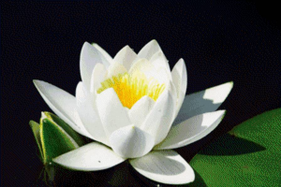 кувшинка - предпросмотр