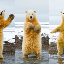 танцор Белый медведь