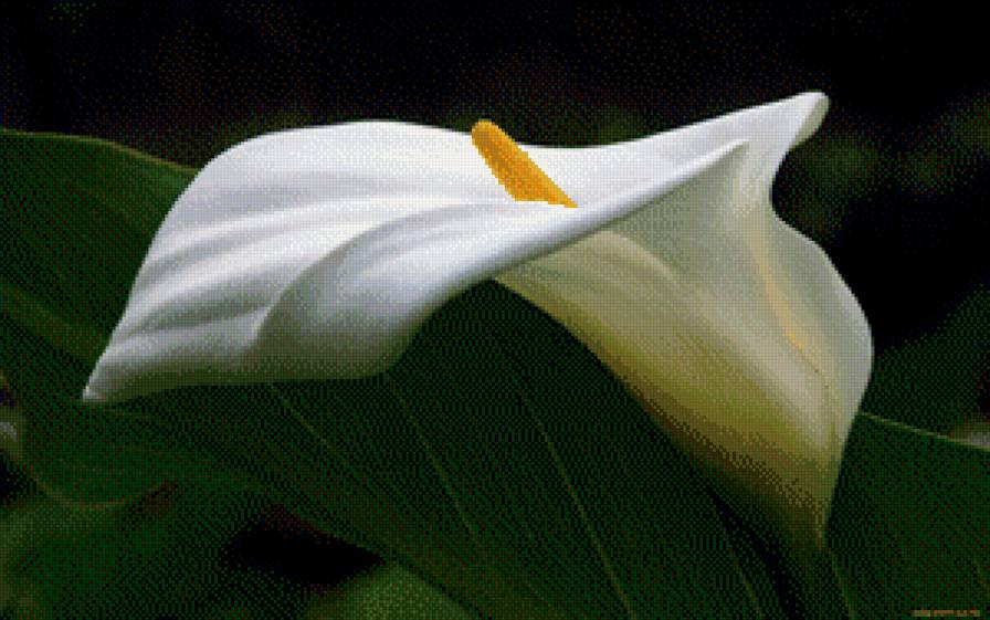 Калла - калла, цветы - предпросмотр
