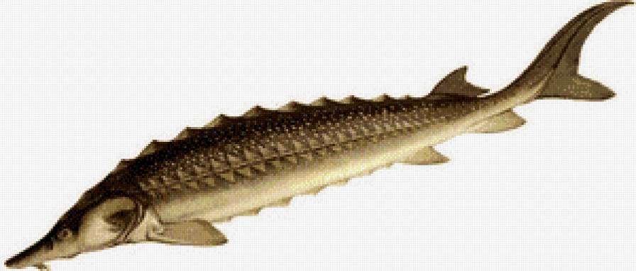 балтийский осетр - балтийский осетр, рыбы - предпросмотр