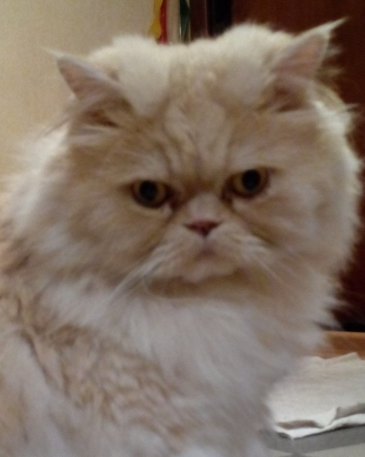 Тиша - рыжий перс, кот - оригинал