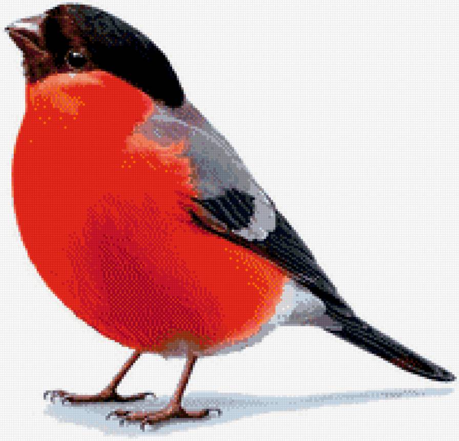 снегирь - предпросмотр