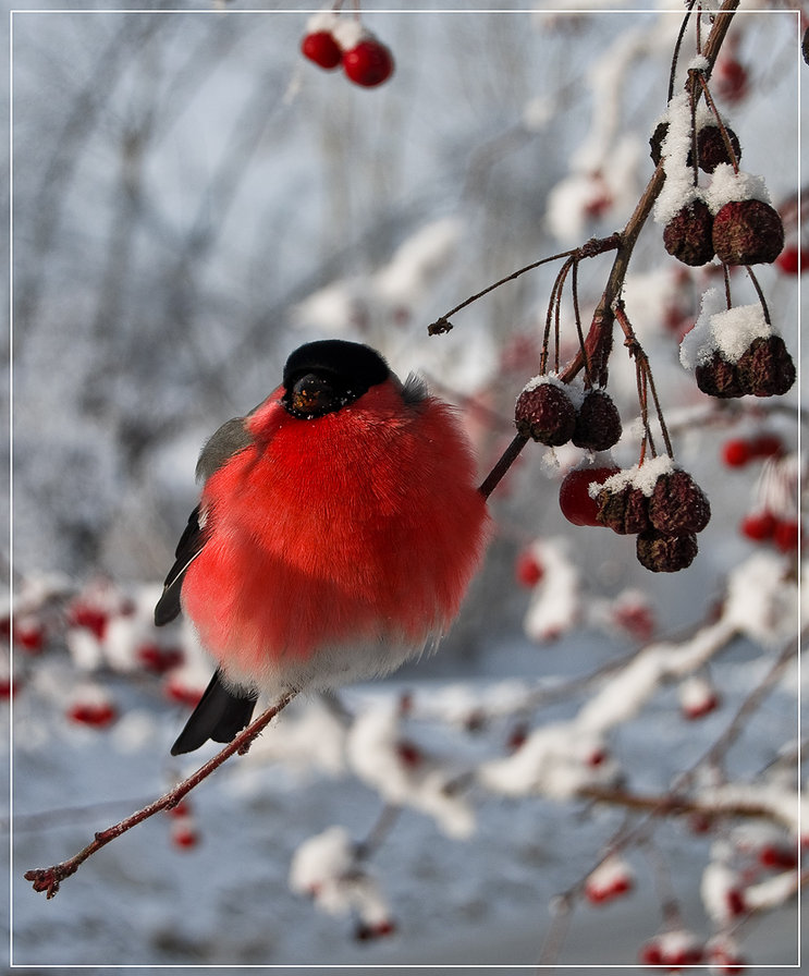 снегирь - оригинал