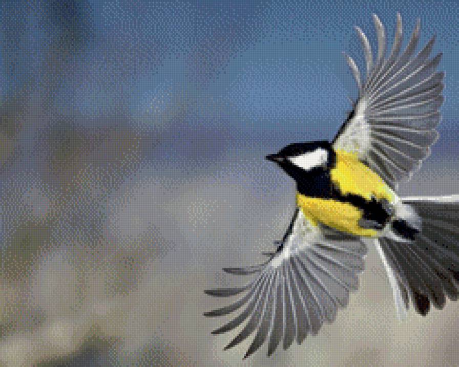 синица - предпросмотр