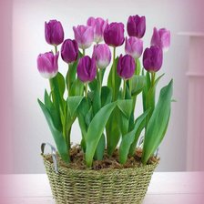 Схема вышивки «№774473»