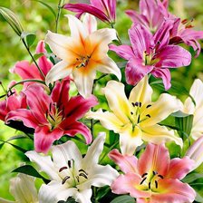 Схема вышивки «№774553»