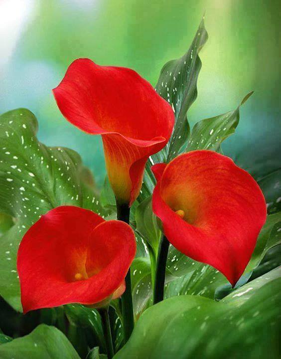 №774581 - оригинал