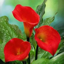 Схема вышивки «№774581»