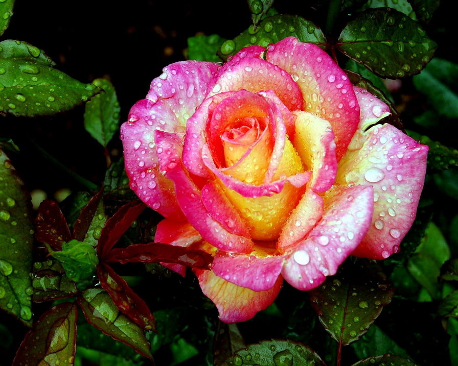 королева цветов - роза - оригинал