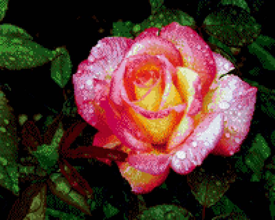 королева цветов - роза - предпросмотр