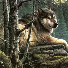 Волк на отдыхе