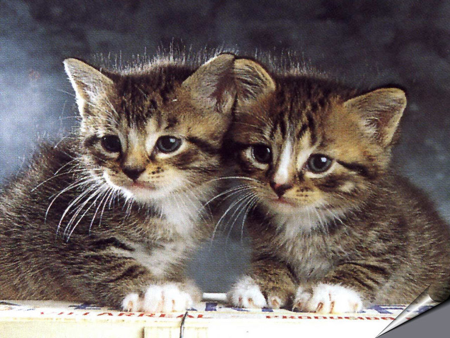 два котенка - животные - оригинал