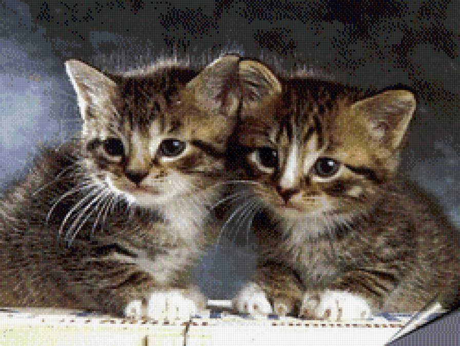 два котенка - животные - предпросмотр