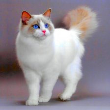 Схема вышивки «киса»