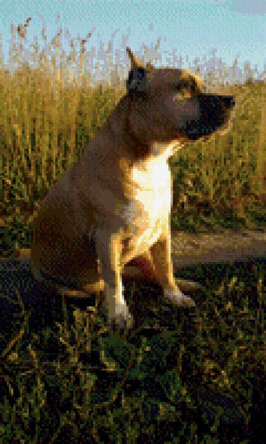 барон - предпросмотр