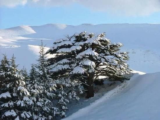 Ливанский кедр - оригинал