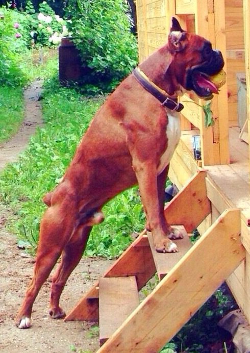 Боксер - боксер - оригинал