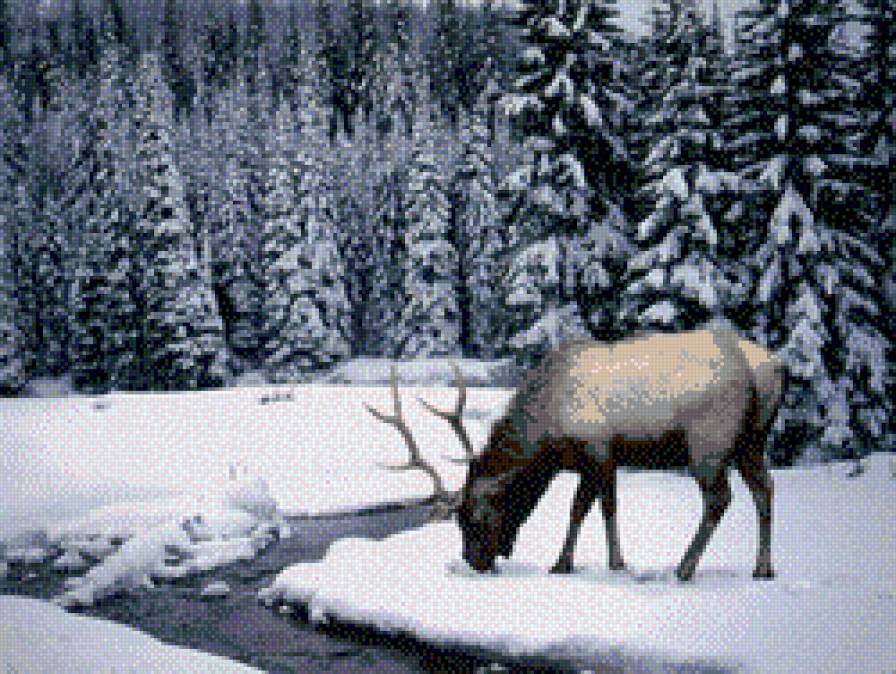 Олень 2 - олень, животные - предпросмотр