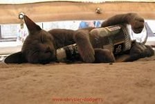 Схема вышивки «спит»