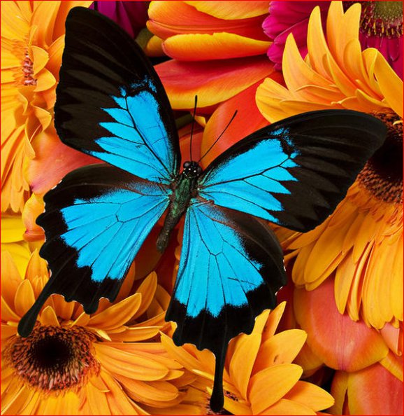 Бабочка - подушка., бабочка - оригинал