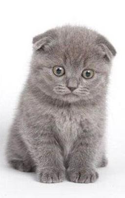 вислоухий кот - оригинал