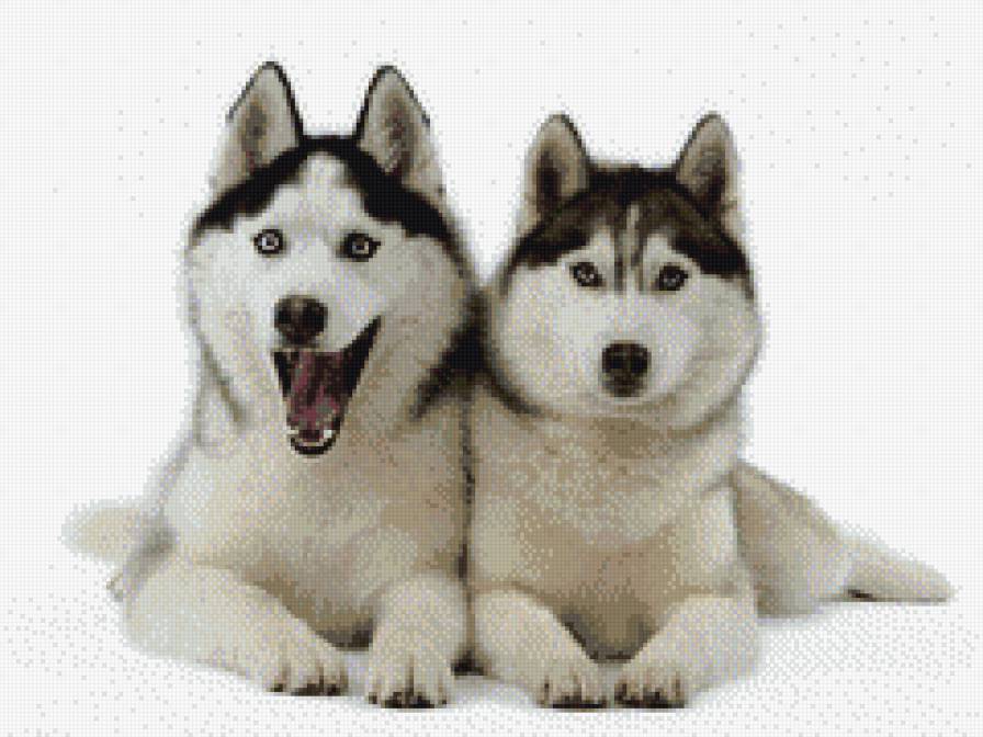 хаски,собаки - предпросмотр