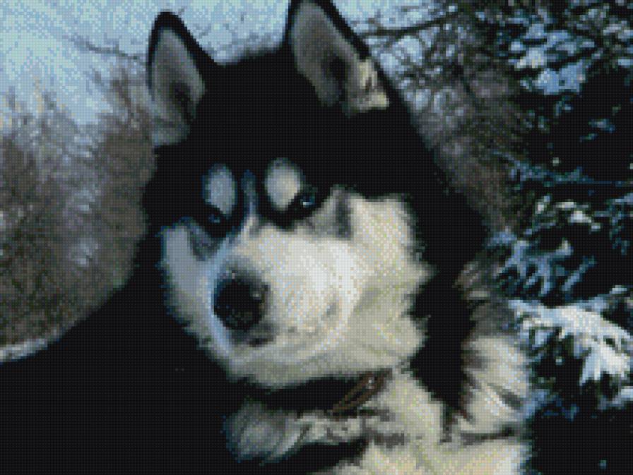 Маламут - маламут, животные, собаки - предпросмотр