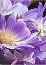 Схема вышивки «Цветы Фиолет триптих 1»