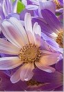 Цветы Фиолет триптих 2