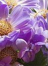 Схема вышивки «Цветы Фиолет триптих 3»