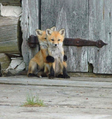 Лисята - лиса, двое, маленькие - оригинал