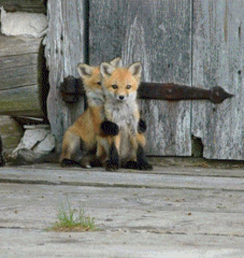 Лисята - двое, лиса, маленькие - предпросмотр