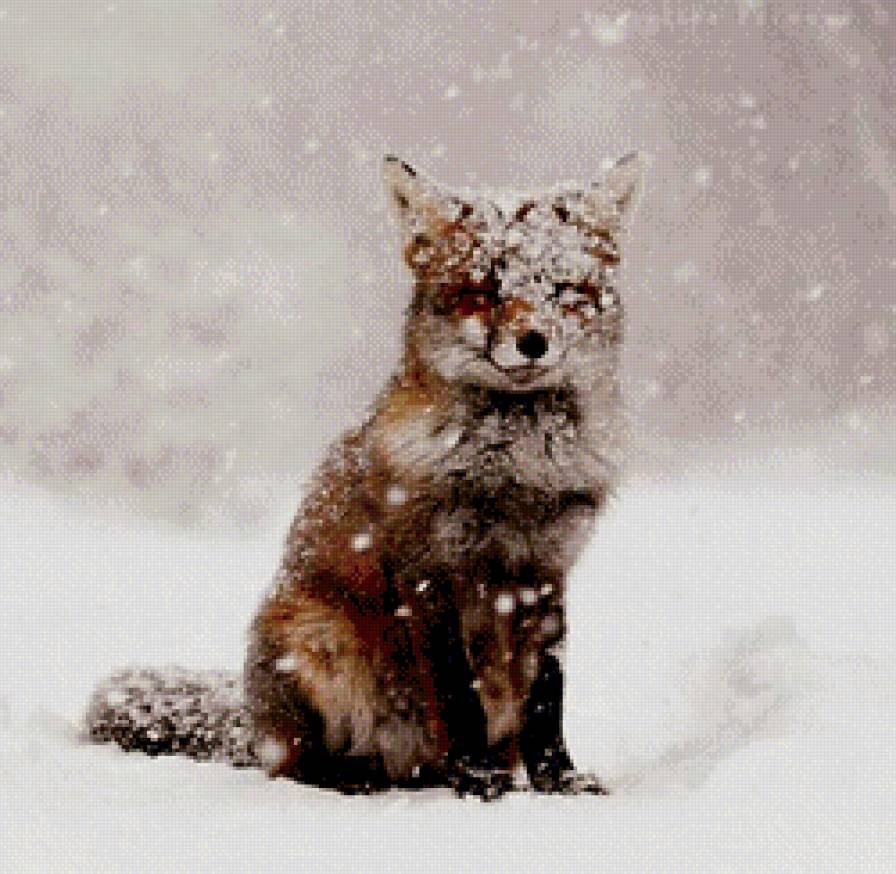 Зимний лис - снег, зима, метель, лиса - предпросмотр