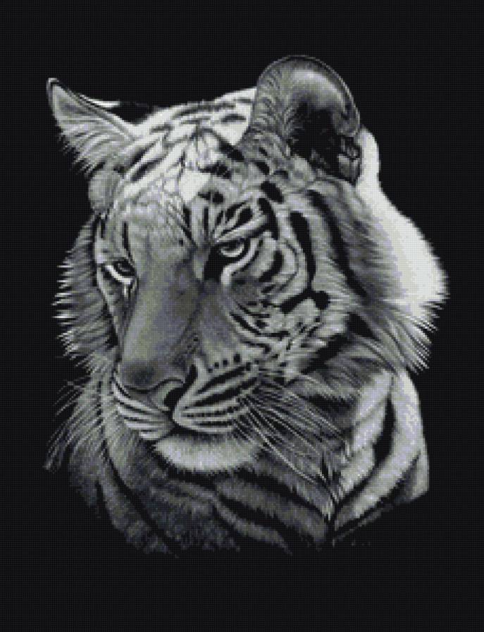 портрет тигра - портрет, животные - предпросмотр