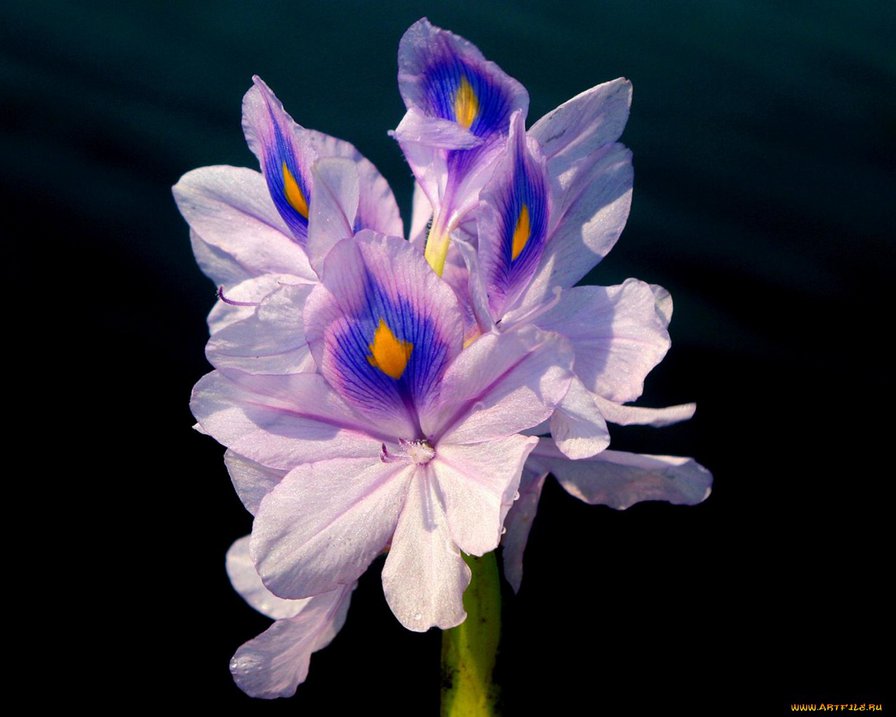 Ирис - цветы, ирис - оригинал