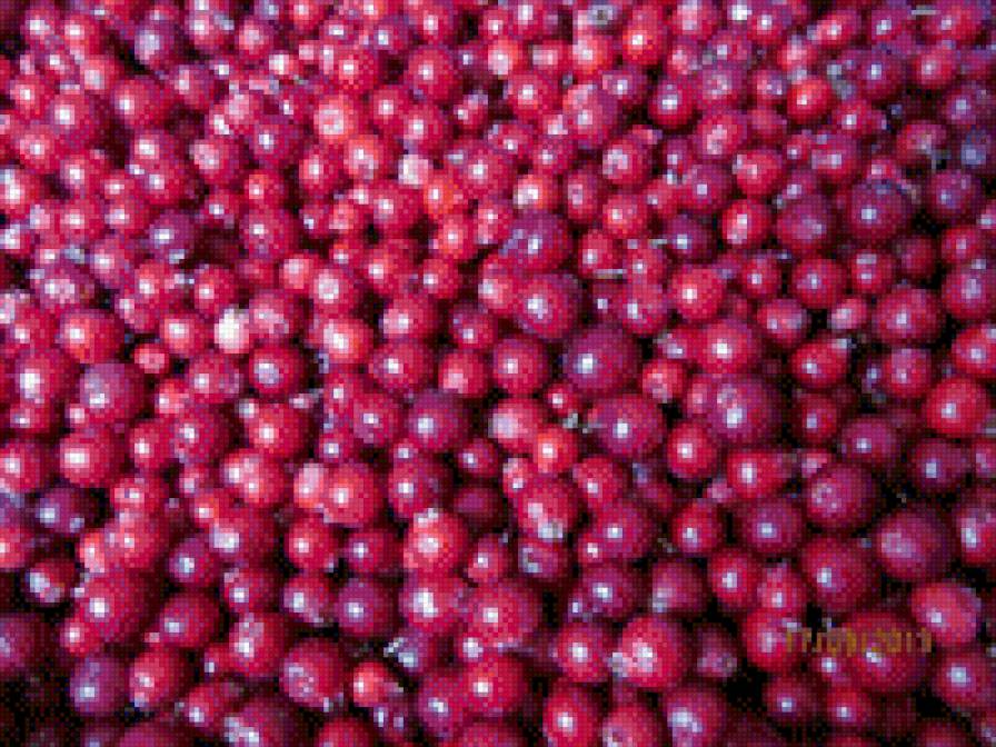 брусника - ягодка - предпросмотр