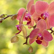 Схема вышивки «Орхидея»
