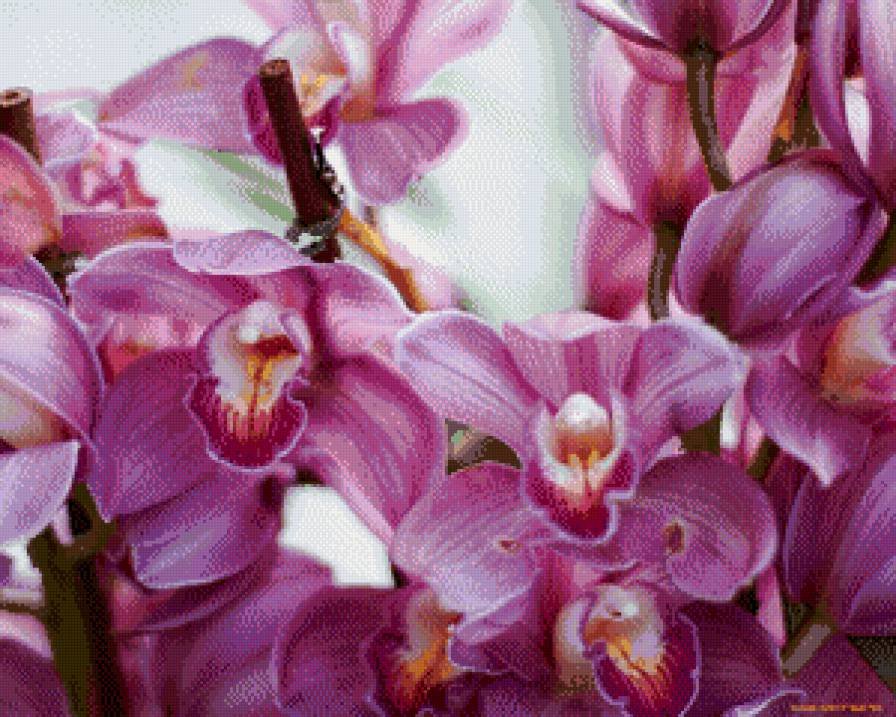 Орхидея - цветы, орхидея - предпросмотр