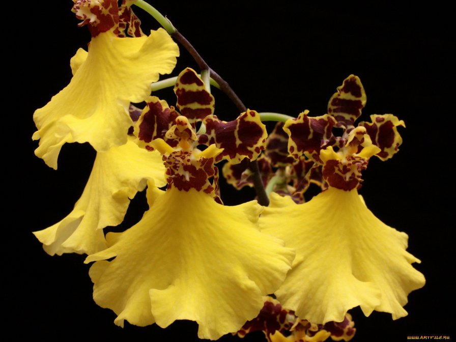 Орхидея - орхидея, цветы - оригинал