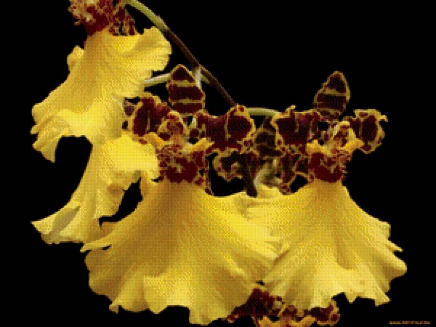 Орхидея - орхидея, цветы - предпросмотр