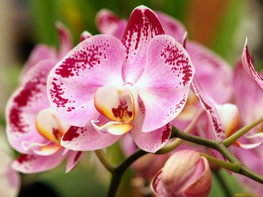 Орхидея - цветы, орхидея - оригинал
