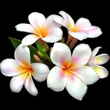 Схема вышивки «цветы»