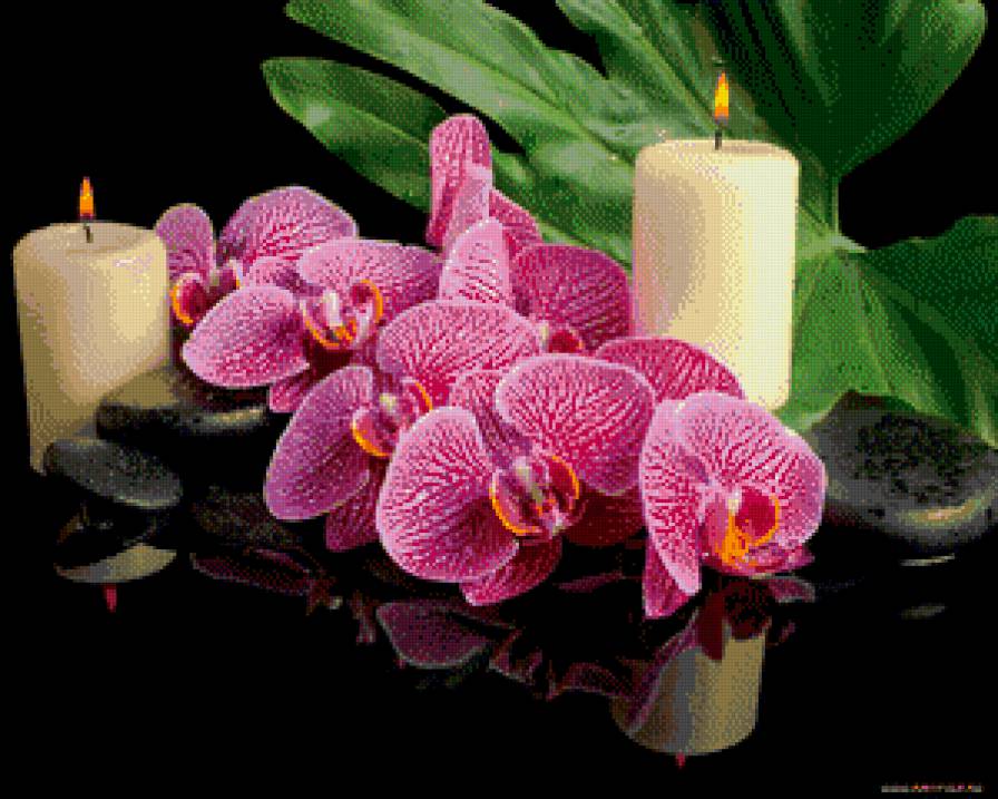 Орхидея - орхидея, цветы - предпросмотр