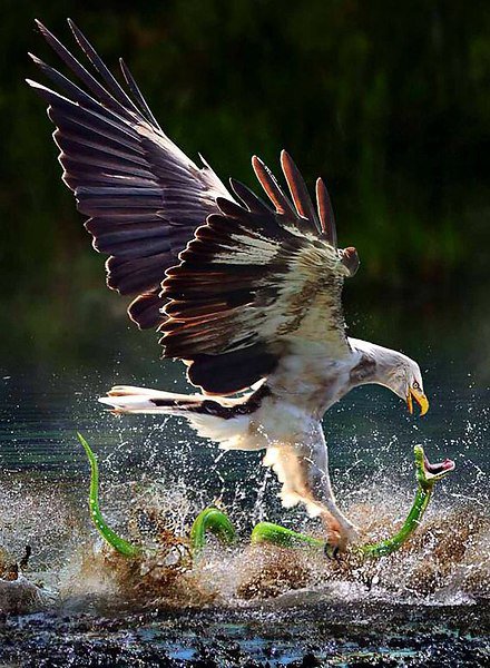 охота орла - оригинал