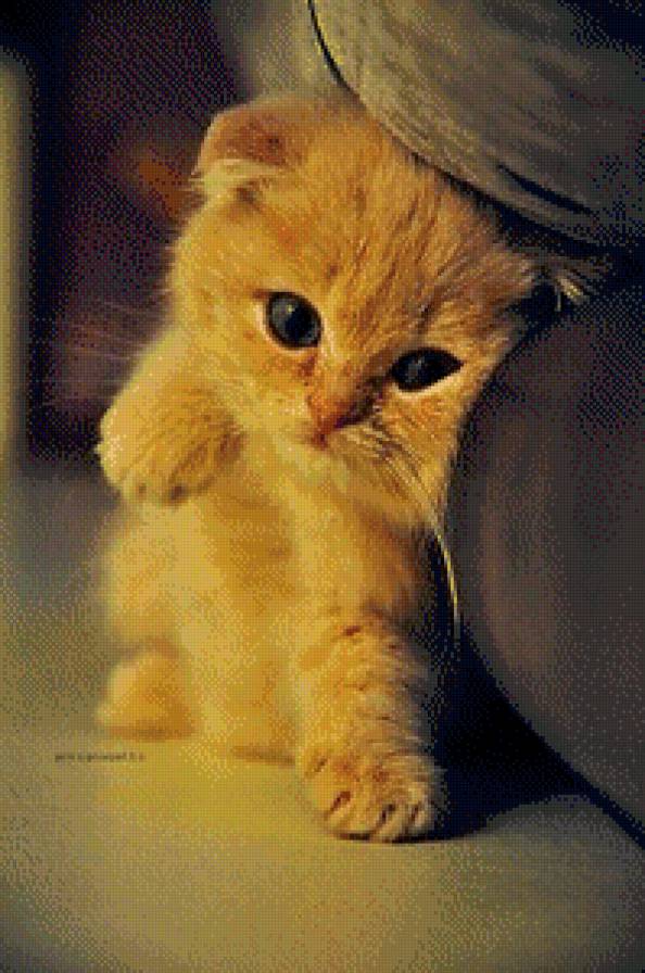 рыжий - предпросмотр