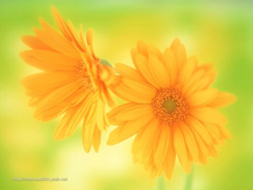 ноготки - оригинал