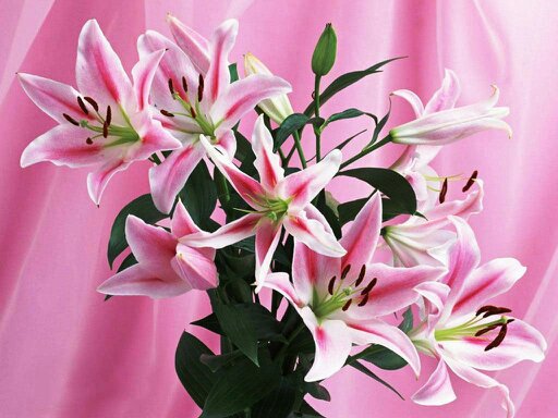 лилий - оригинал