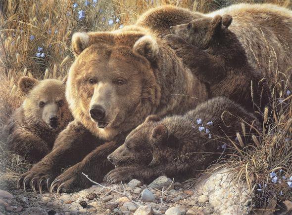 Медведица с медвежатами - медведица с медвежатами, животные, природа - оригинал