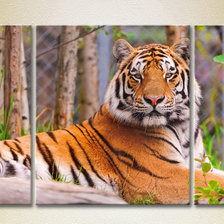 Схема вышивки «триптих тигр»