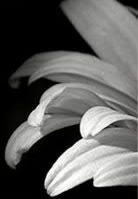 Схема вышивки «триптих ч4»